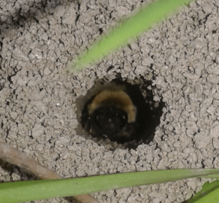 Api che nidificano nel terreno:  Colletes cunicularius